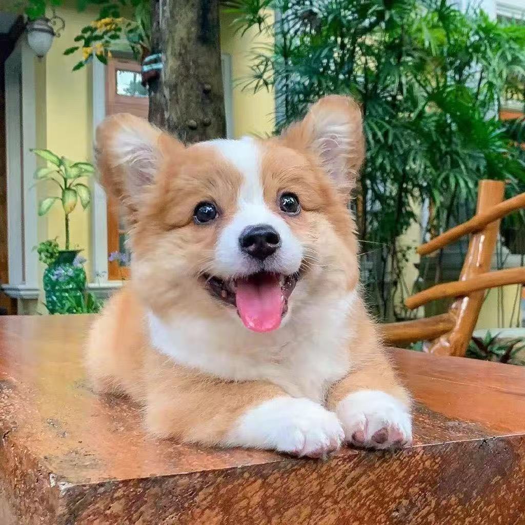 戈乐戈乐